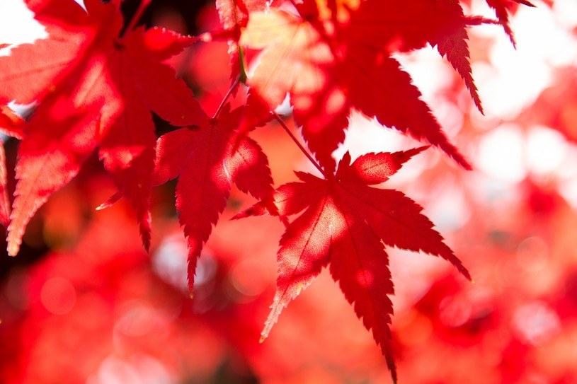 葉が紅葉する仕組みとは